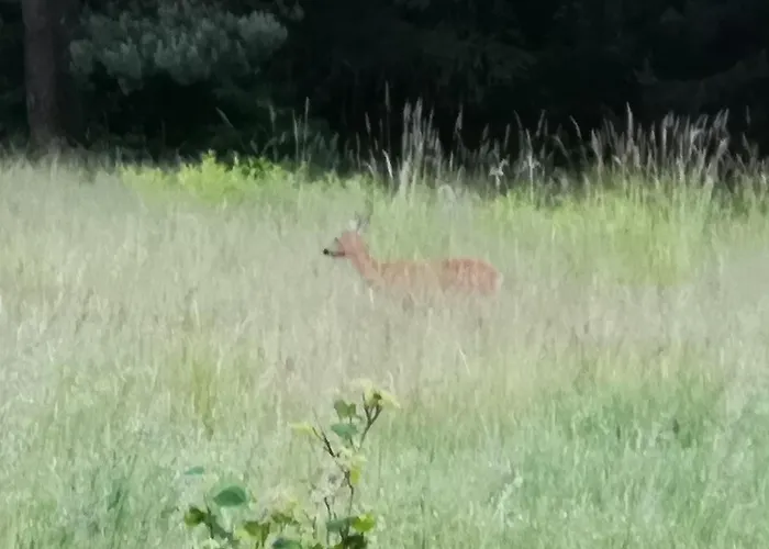 Sielanka Aleksandria Holiday home